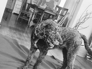 Meet your Posher, Eva